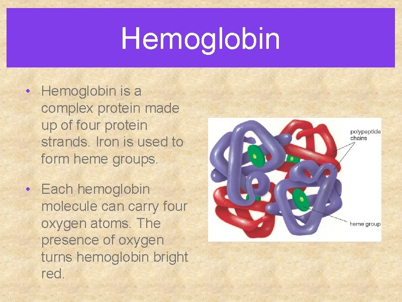 Hemoglobin • Hemoglobin is a complex protein made up of four protein strands. Iron
