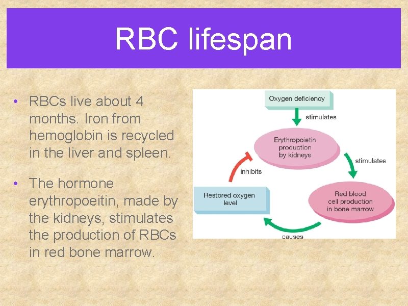RBC lifespan • RBCs live about 4 months. Iron from hemoglobin is recycled in