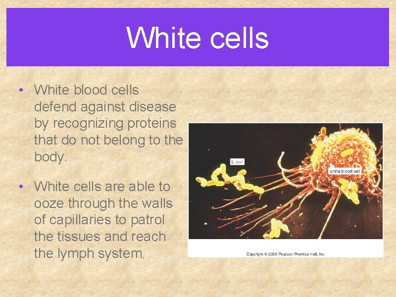 White cells • White blood cells defend against disease by recognizing proteins that do