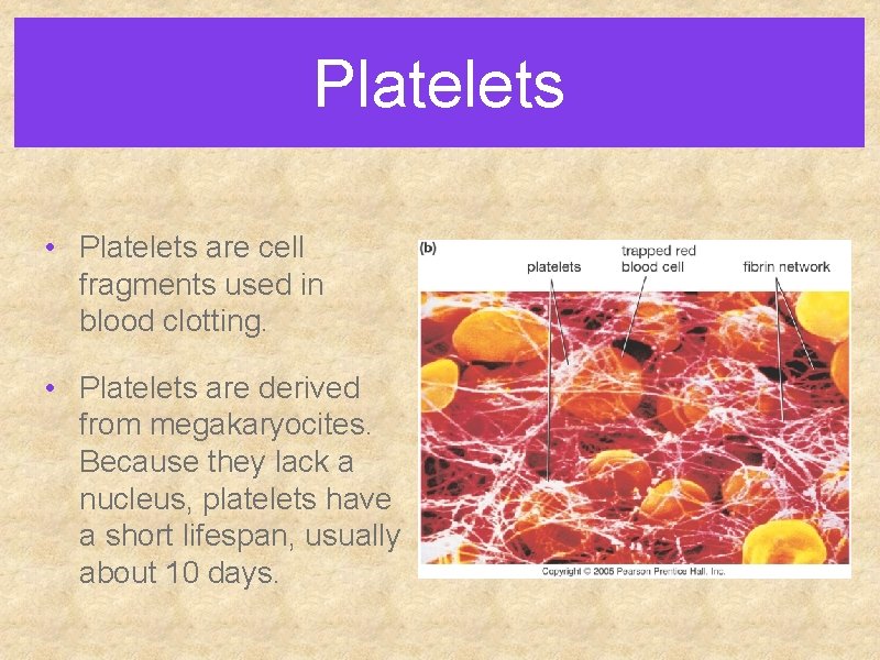 Platelets • Platelets are cell fragments used in blood clotting. • Platelets are derived