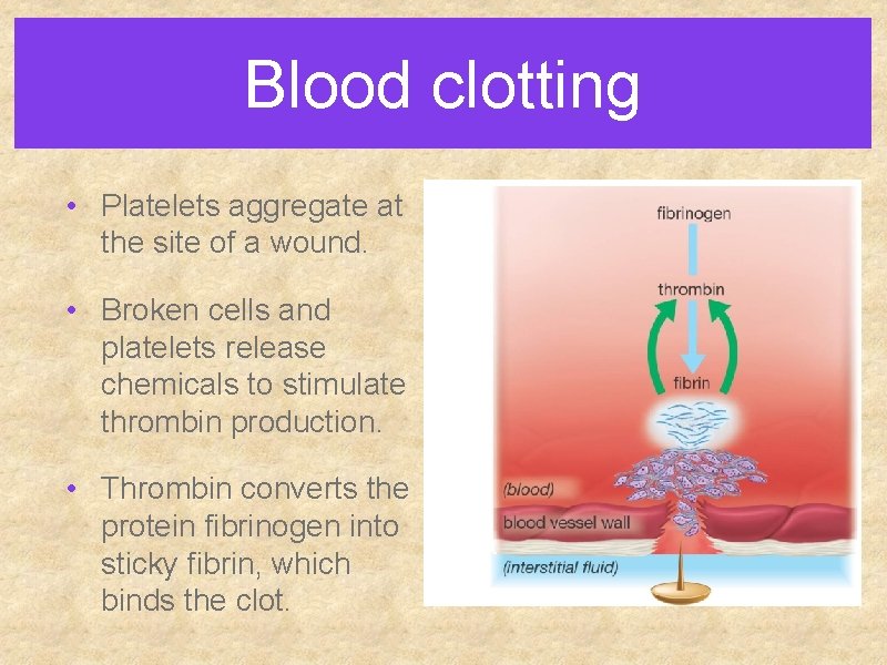 Blood clotting • Platelets aggregate at the site of a wound. • Broken cells