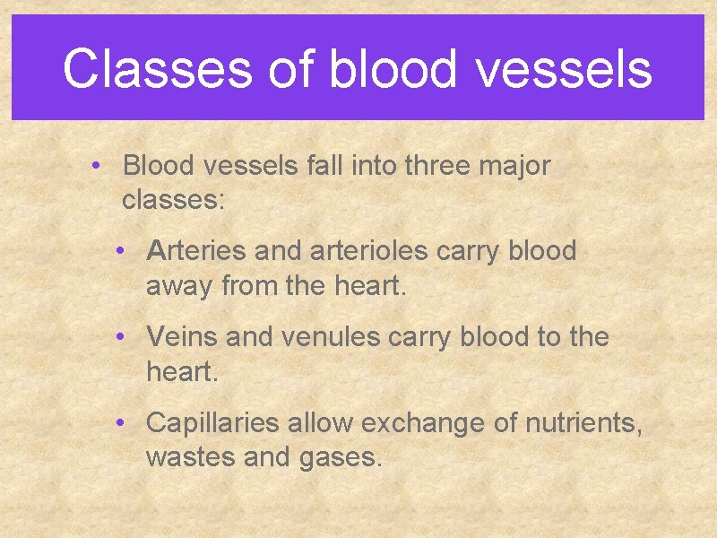 Classes of blood vessels • Blood vessels fall into three major classes: • Arteries