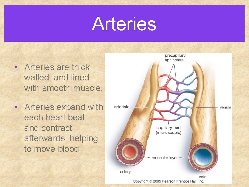 Arteries • Arteries are thickwalled, and lined with smooth muscle. • Arteries expand with