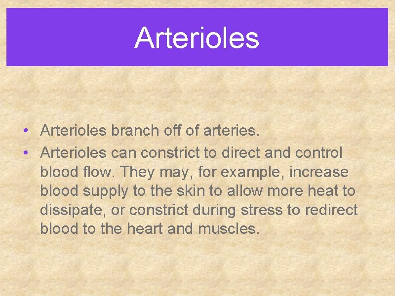 Arterioles • Arterioles branch off of arteries. • Arterioles can constrict to direct and