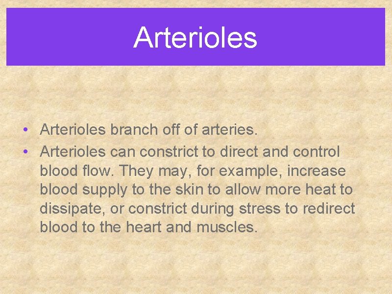 Arterioles • Arterioles branch off of arteries. • Arterioles can constrict to direct and