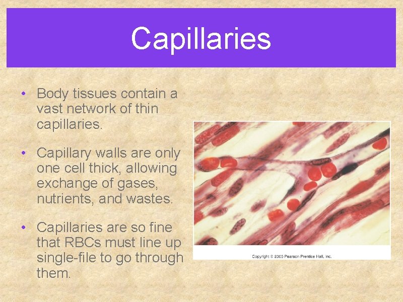 Capillaries • Body tissues contain a vast network of thin capillaries. • Capillary walls