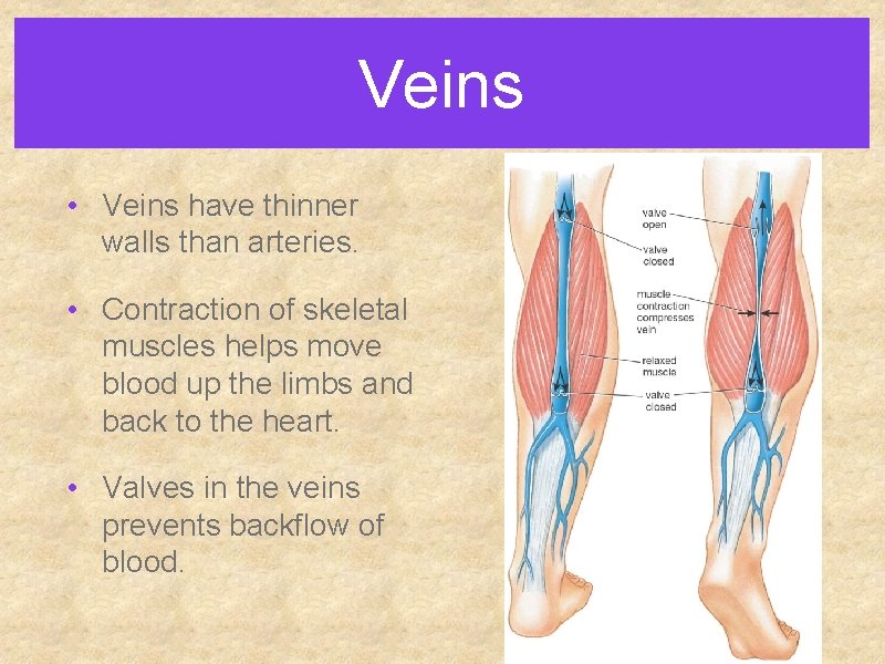 Veins • Veins have thinner walls than arteries. • Contraction of skeletal muscles helps