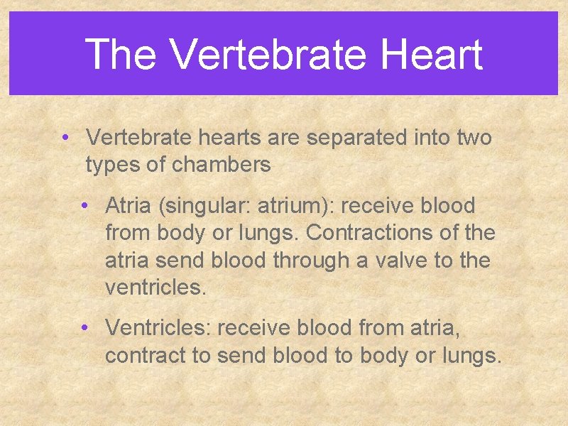 The Vertebrate Heart • Vertebrate hearts are separated into two types of chambers •