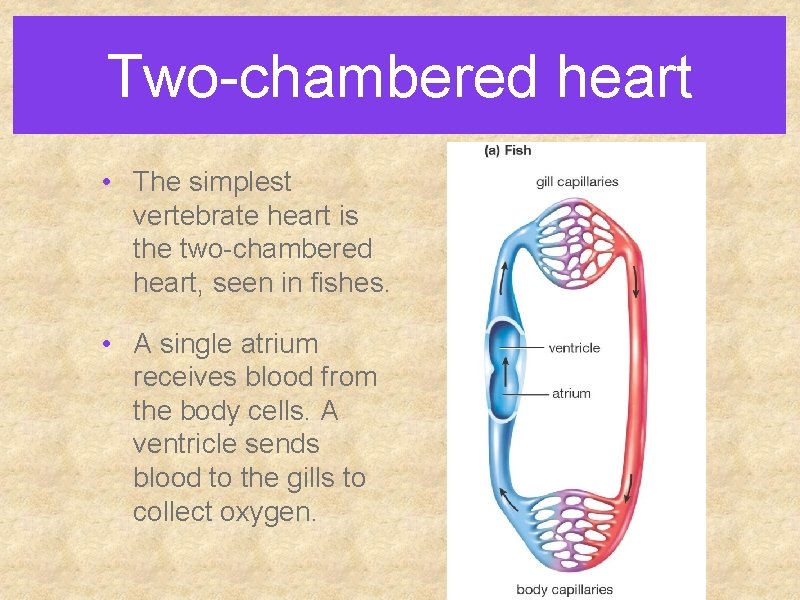 Two-chambered heart • The simplest vertebrate heart is the two-chambered heart, seen in fishes.