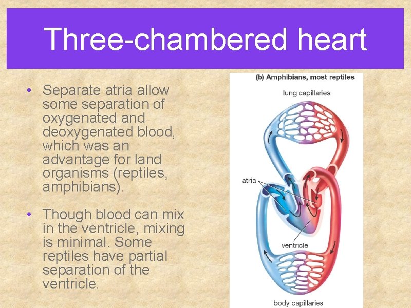 Three-chambered heart • Separate atria allow some separation of oxygenated and deoxygenated blood, which