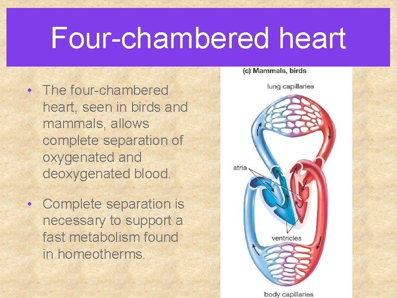 Four-chambered heart • The four-chambered heart, seen in birds and mammals, allows complete separation