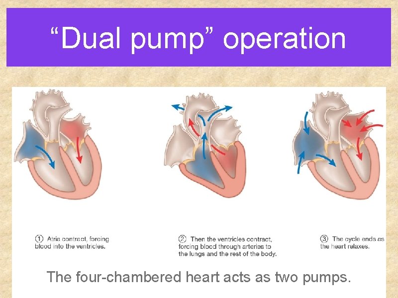 “Dual pump” operation The four-chambered heart acts as two pumps. 