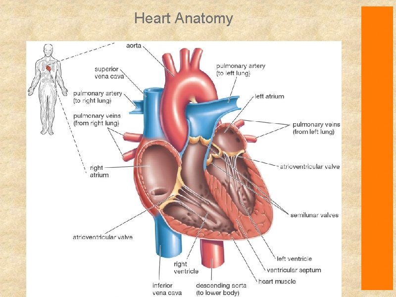 Heart Anatomy 