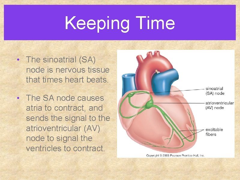 Keeping Time • The sinoatrial (SA) node is nervous tissue that times heart beats.