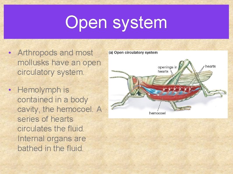 Open system • Arthropods and most mollusks have an open circulatory system. • Hemolymph