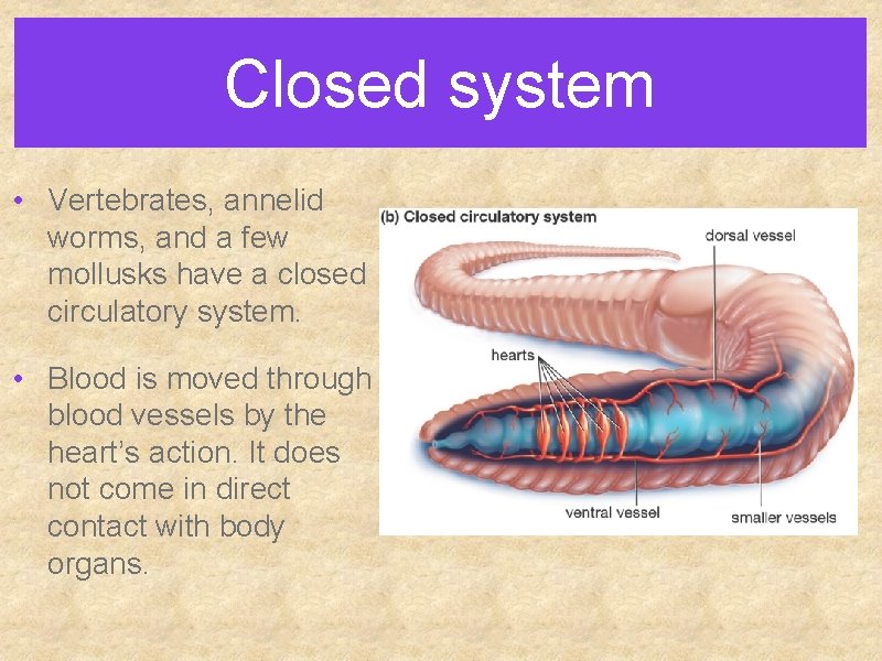 Closed system • Vertebrates, annelid worms, and a few mollusks have a closed circulatory