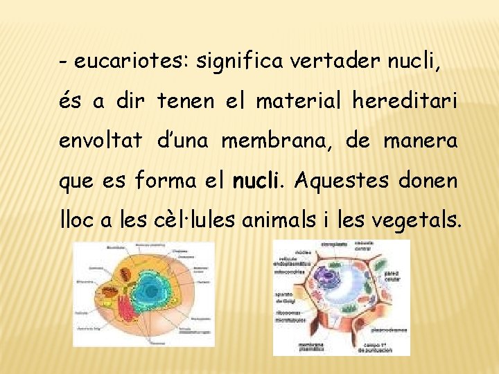 - eucariotes: significa vertader nucli, és a dir tenen el material hereditari envoltat d’una