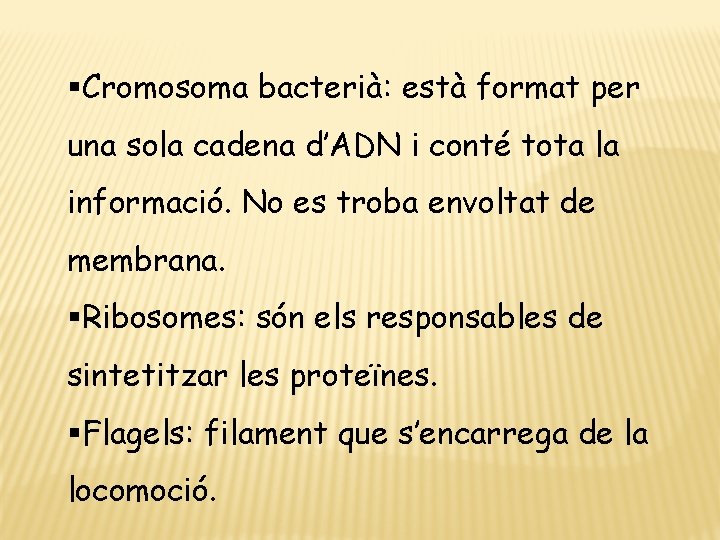 §Cromosoma bacterià: està format per una sola cadena d’ADN i conté tota la informació.