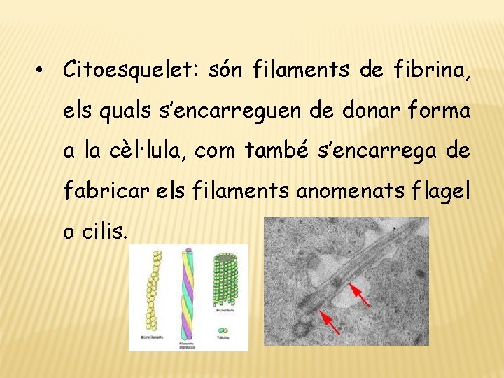  • Citoesquelet: són filaments de fibrina, els quals s’encarreguen de donar forma a