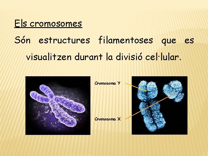 Els cromosomes Són estructures filamentoses que es visualitzen durant la divisió cel·lular. Cromosoma Y