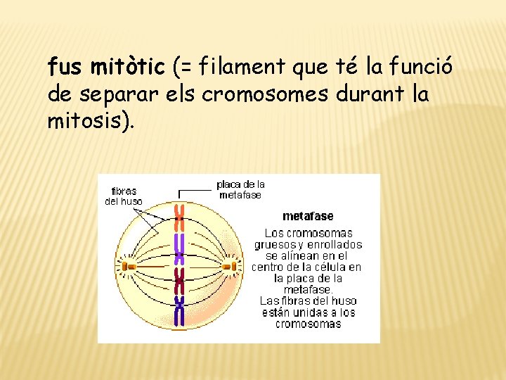 fus mitòtic (= filament que té la funció de separar els cromosomes durant la