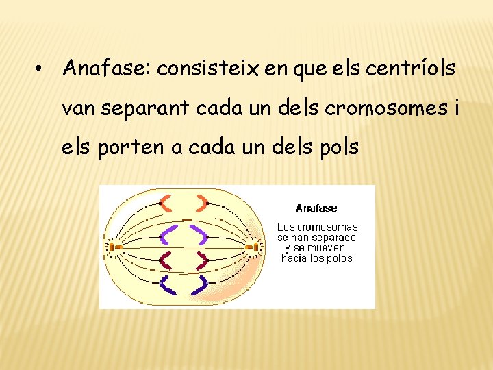  • Anafase: consisteix en que els centríols van separant cada un dels cromosomes