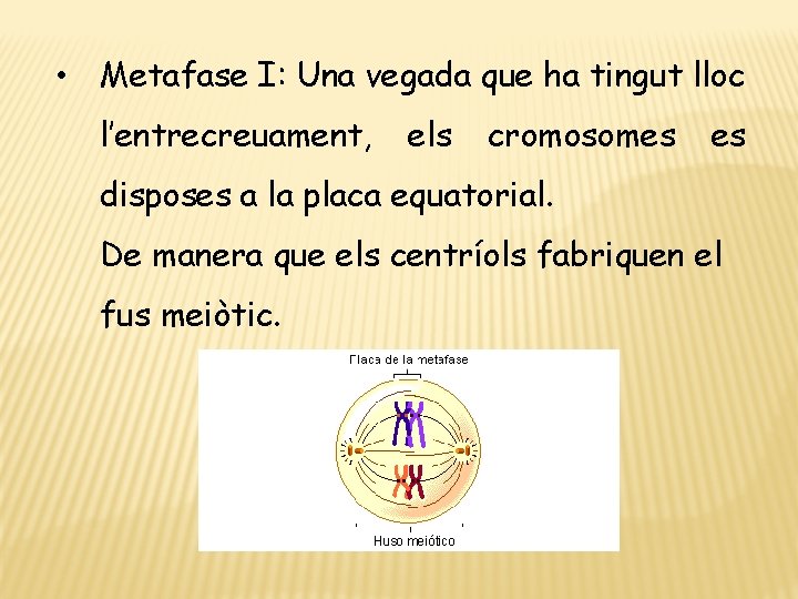  • Metafase I: Una vegada que ha tingut lloc l’entrecreuament, els cromosomes es