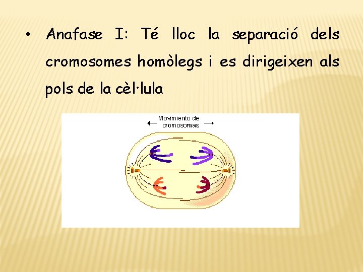  • Anafase I: Té lloc la separació dels cromosomes homòlegs i es dirigeixen