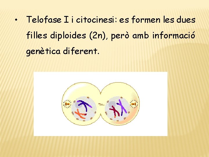  • Telofase I i citocinesi: es formen les dues filles diploides (2 n),