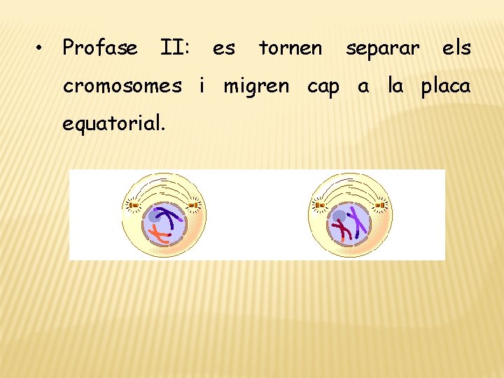  • Profase II: es tornen separar els cromosomes i migren cap a la