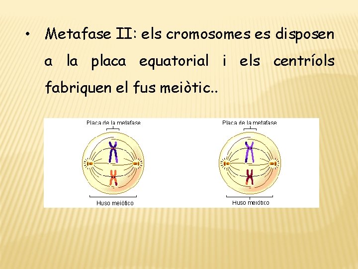 • Metafase II: els cromosomes es disposen a la placa equatorial i els