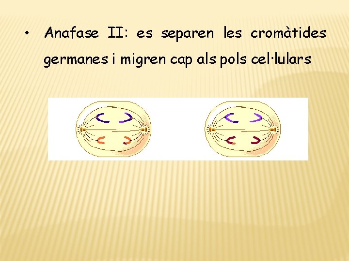  • Anafase II: es separen les cromàtides germanes i migren cap als pols