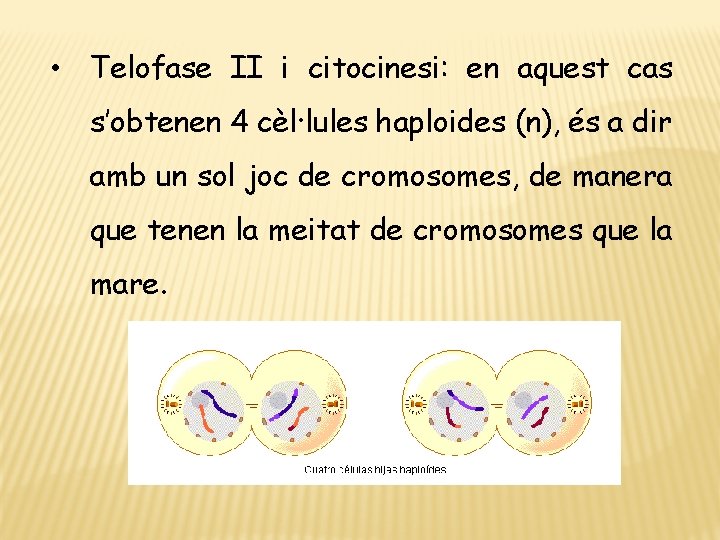  • Telofase II i citocinesi: en aquest cas s’obtenen 4 cèl·lules haploides (n),