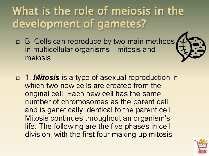 What is the role of meiosis in the development of gametes? B. Cells can