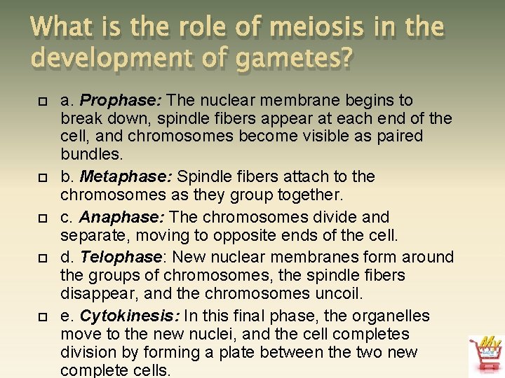 What is the role of meiosis in the development of gametes? a. Prophase: The