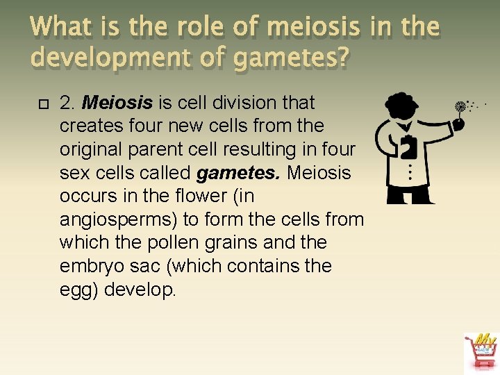 What is the role of meiosis in the development of gametes? 2. Meiosis is