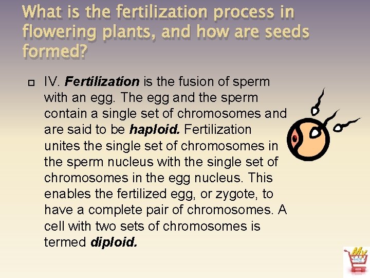 What is the fertilization process in flowering plants, and how are seeds formed? IV.