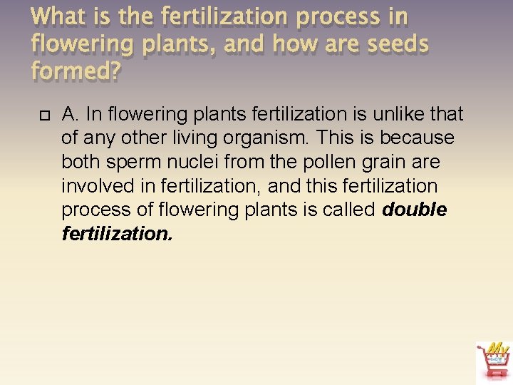 What is the fertilization process in flowering plants, and how are seeds formed? A.