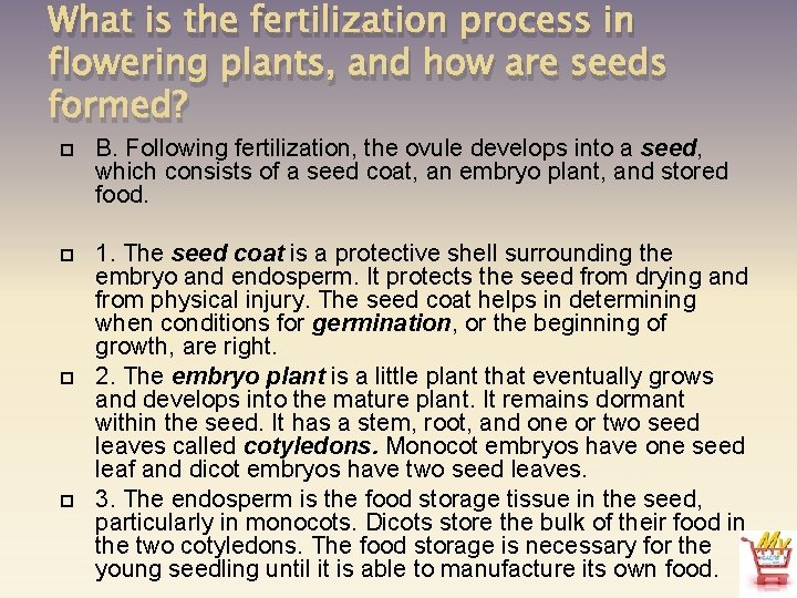 What is the fertilization process in flowering plants, and how are seeds formed? B.