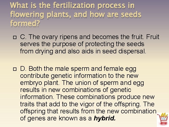 What is the fertilization process in flowering plants, and how are seeds formed? C.