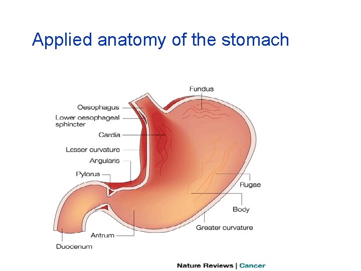 Applied anatomy of the stomach 