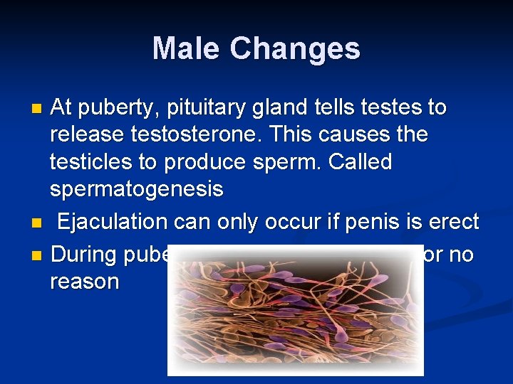 Male Changes At puberty, pituitary gland tells testes to release testosterone. This causes the