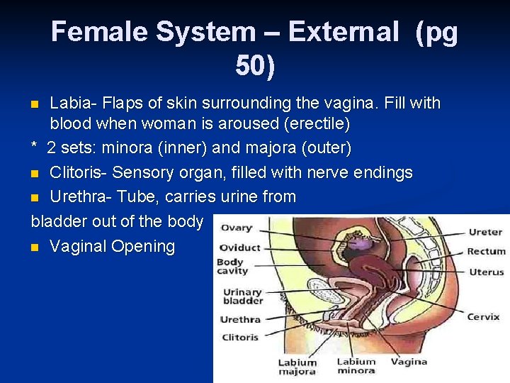 Female System – External (pg 50) Labia- Flaps of skin surrounding the vagina. Fill