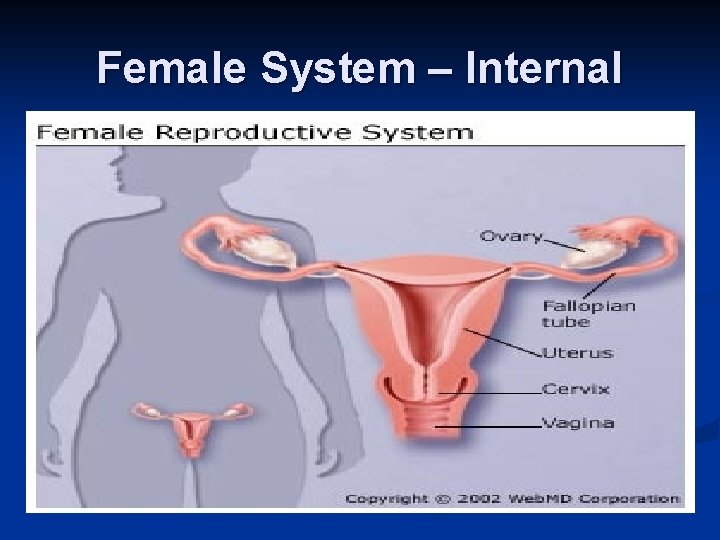 Female System – Internal 