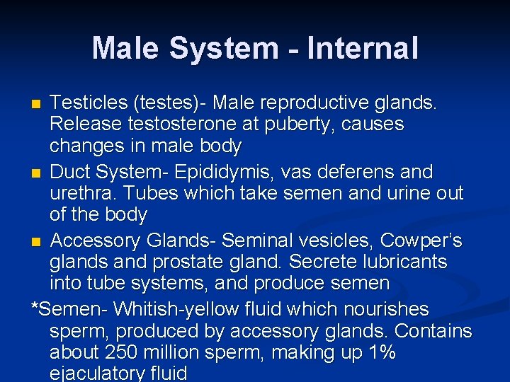 Male System - Internal Testicles (testes)- Male reproductive glands. Release testosterone at puberty, causes