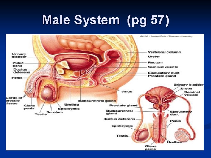 Male System (pg 57) 