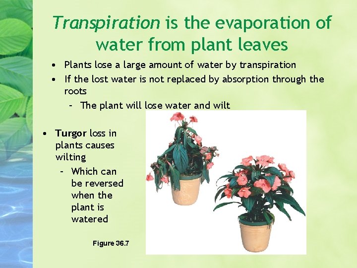 Transpiration is the evaporation of water from plant leaves • Plants lose a large