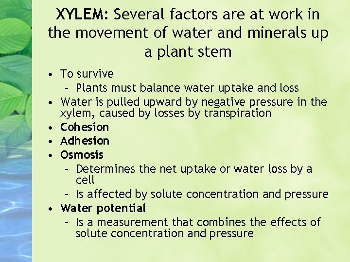 XYLEM: Several factors are at work in the movement of water and minerals up