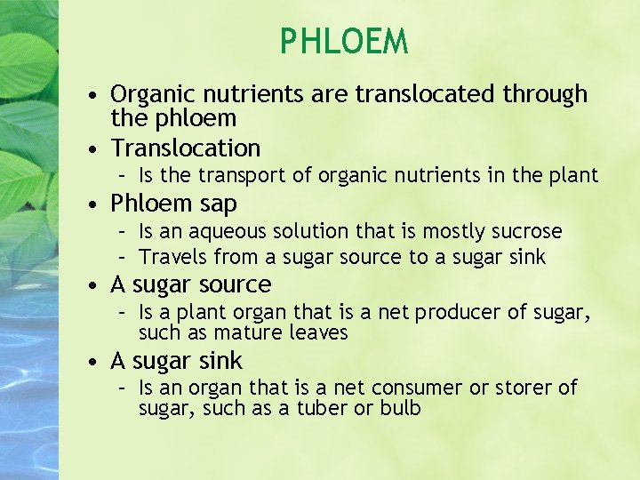 PHLOEM • Organic nutrients are translocated through the phloem • Translocation – Is the