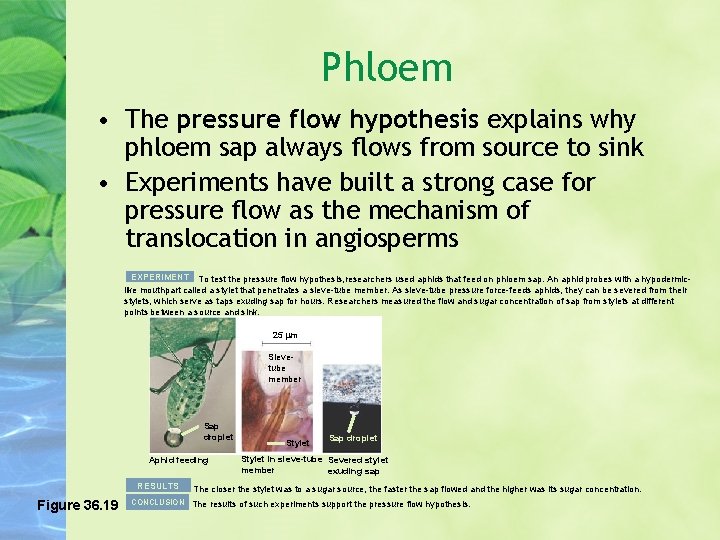 Phloem • The pressure flow hypothesis explains why phloem sap always flows from source